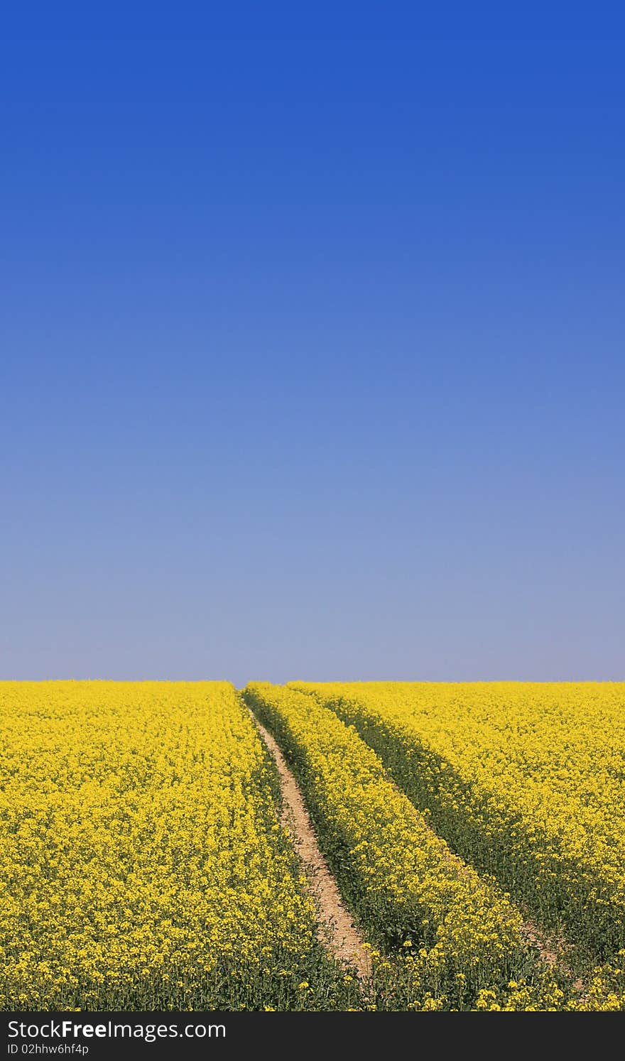 A portrait format image with room for copy above image, of an early Summer field of seed. Set against a bright blue sky background.. Located in Wiltshire UK. A portrait format image with room for copy above image, of an early Summer field of seed. Set against a bright blue sky background.. Located in Wiltshire UK.