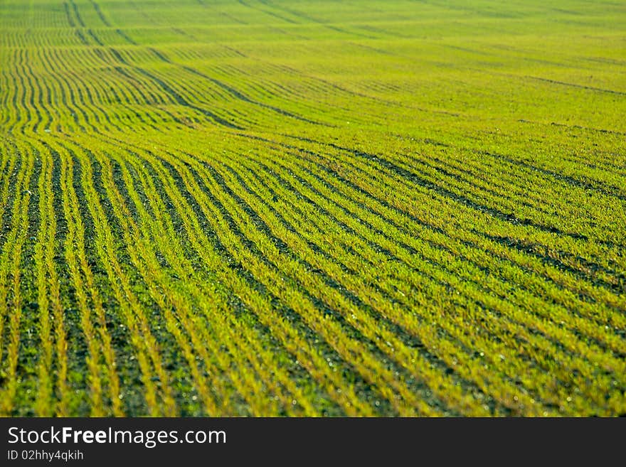 Young crops