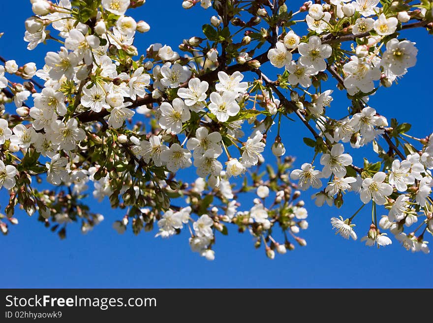 White cherry blossom against blue background