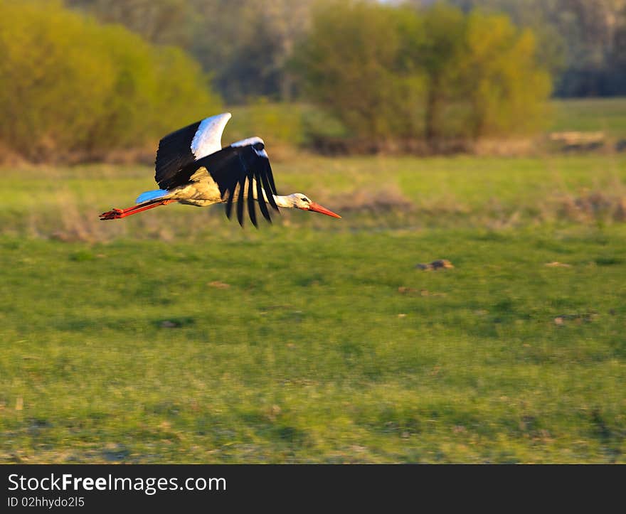 Stork on swamp