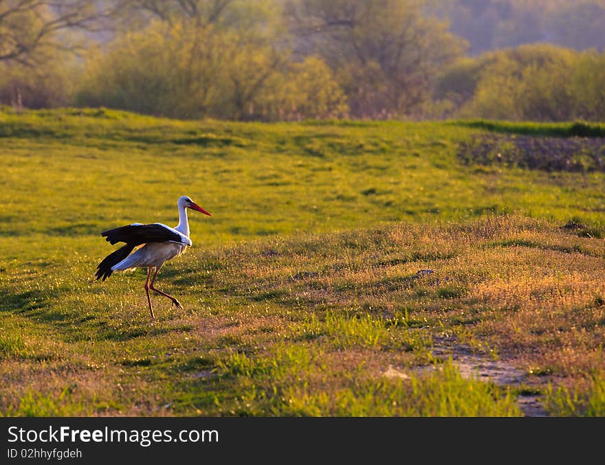 Stork On Swamp