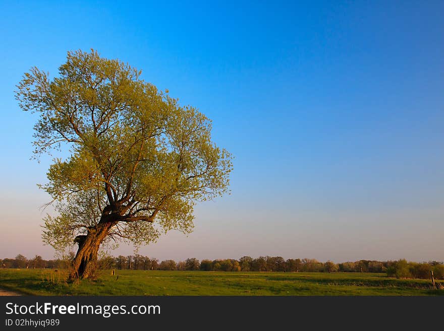 Lone tree rural landscape at sunset