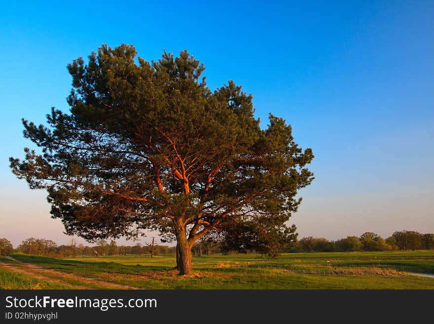 Lone tree rural landscape at sunset