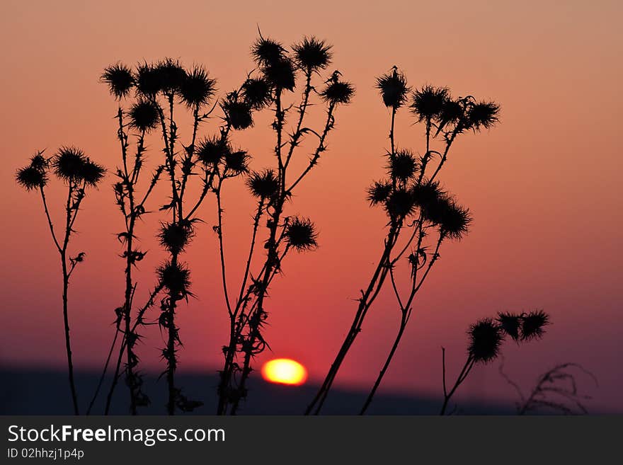 Silhuette of grass at sunset. Silhuette of grass at sunset