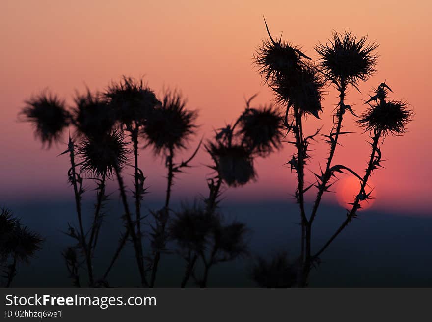 Silhuette of grass at sunset. Silhuette of grass at sunset