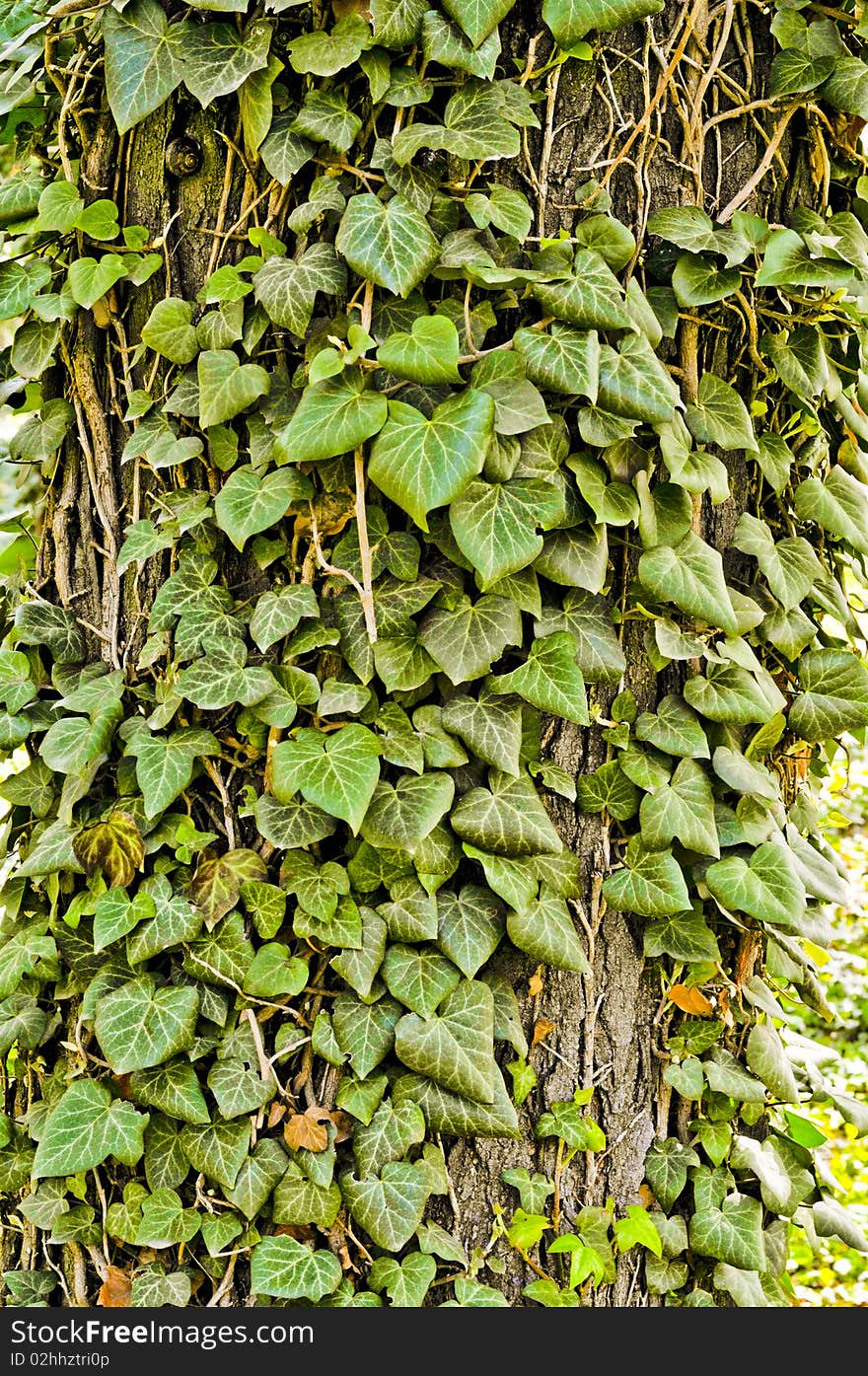 Ivy on a tree close up