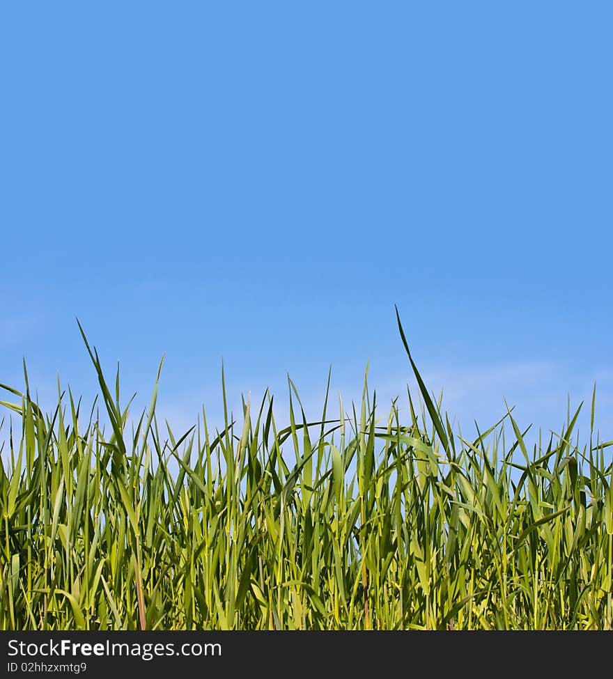 Grass on blue background