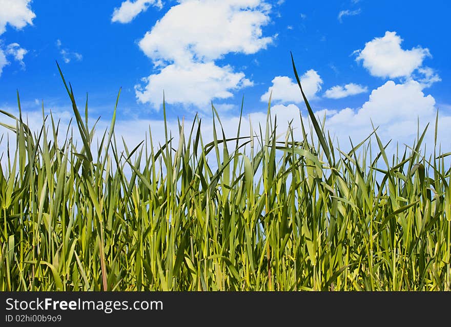 Grass On Blue Background