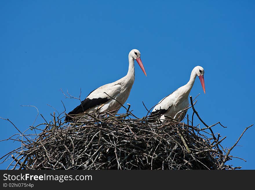 Couple of storks in nest