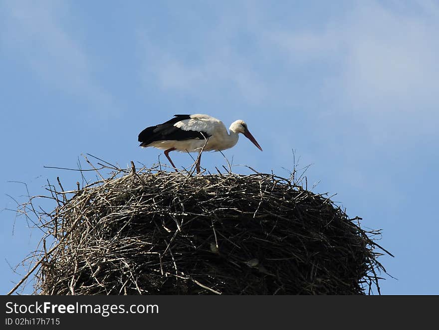 Stork in the Nest