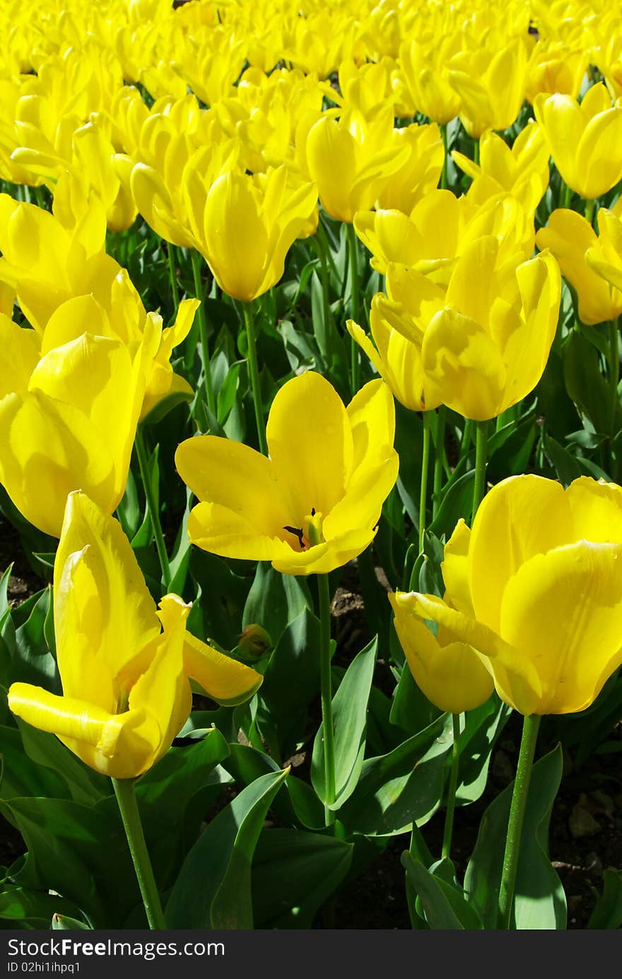 Meadow of yellow tulips