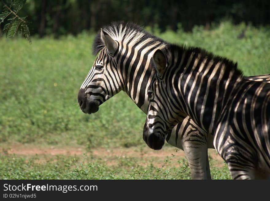 Side profile of two zebras, standing in the shade under a tree.