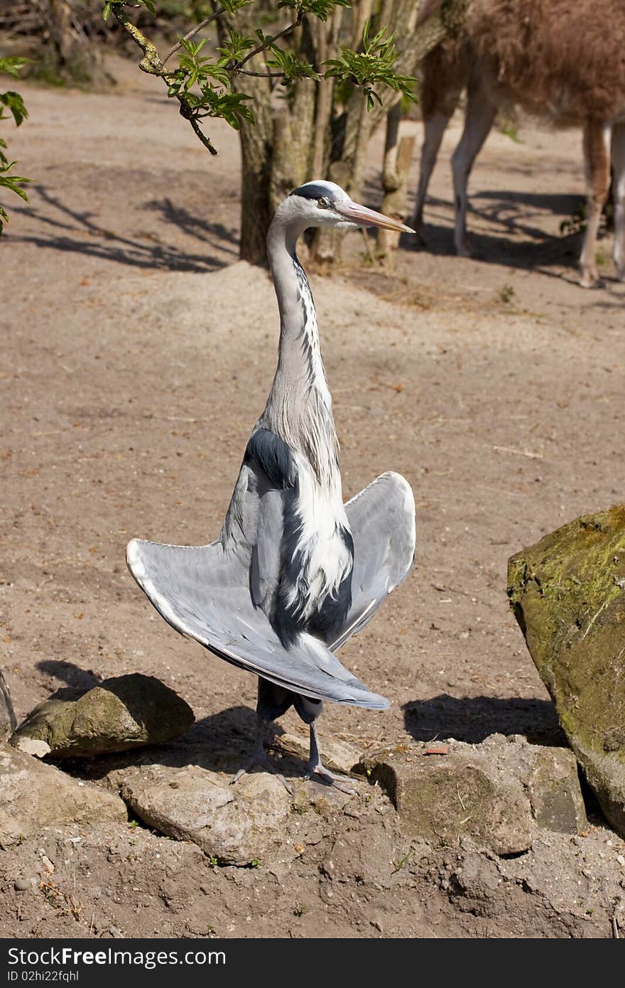 Great blue Heron