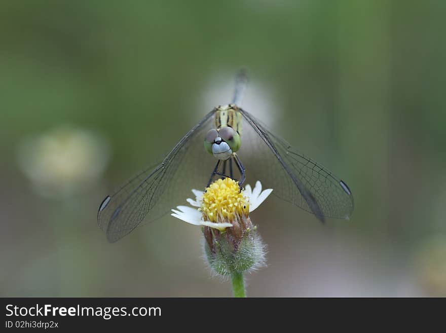 Dragonfly