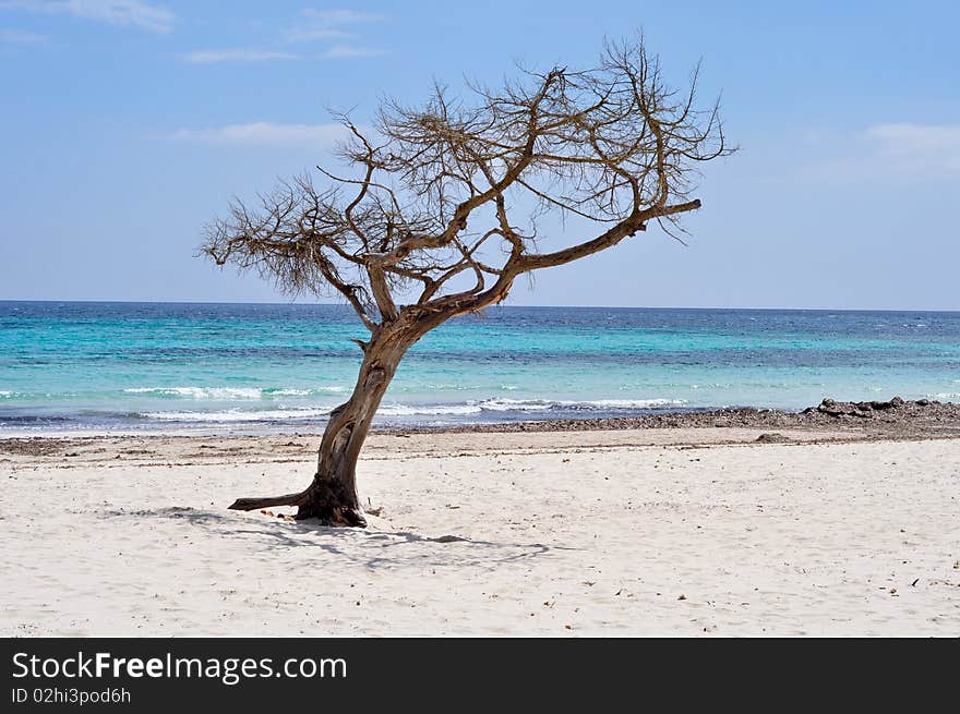 Lonely tree on a sandy beach