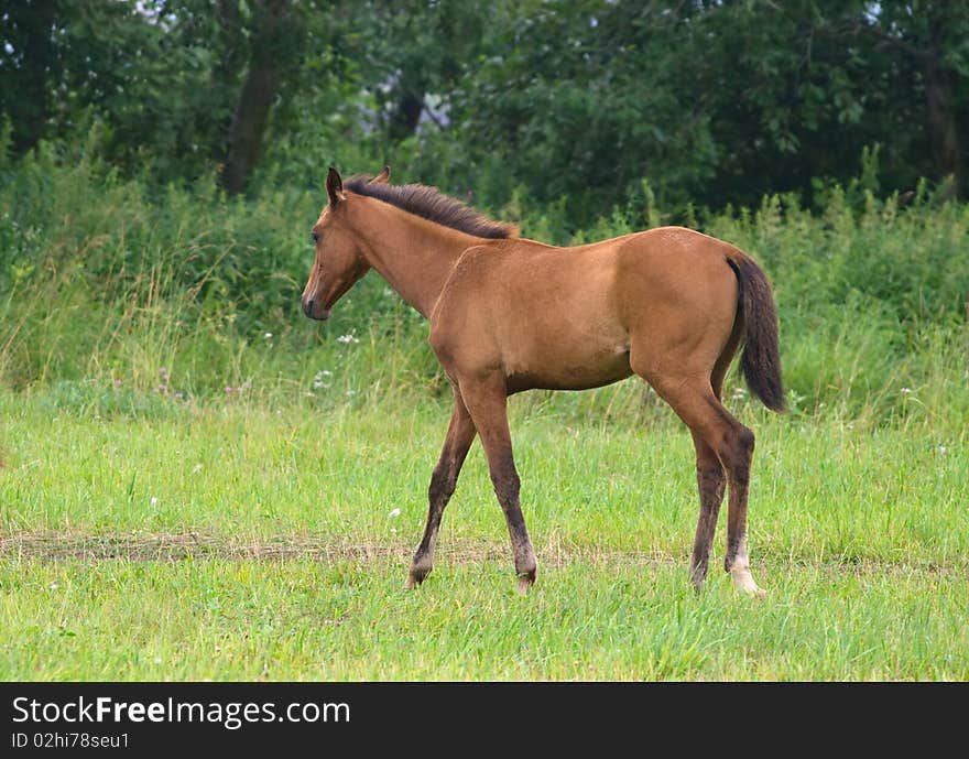 Young chestnut foal running in a field. Young chestnut foal running in a field