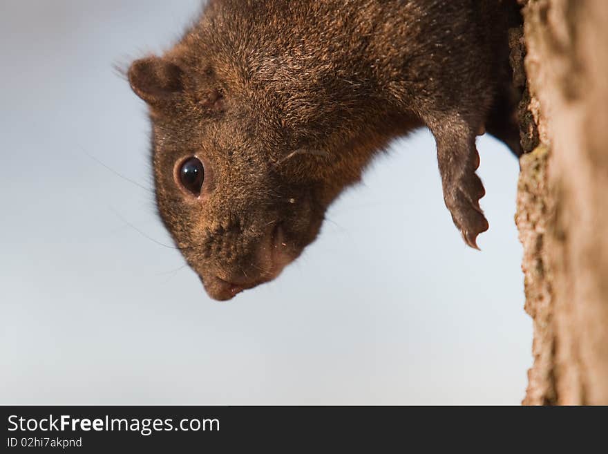 Close up of squirrel on way down tree. Close up of squirrel on way down tree