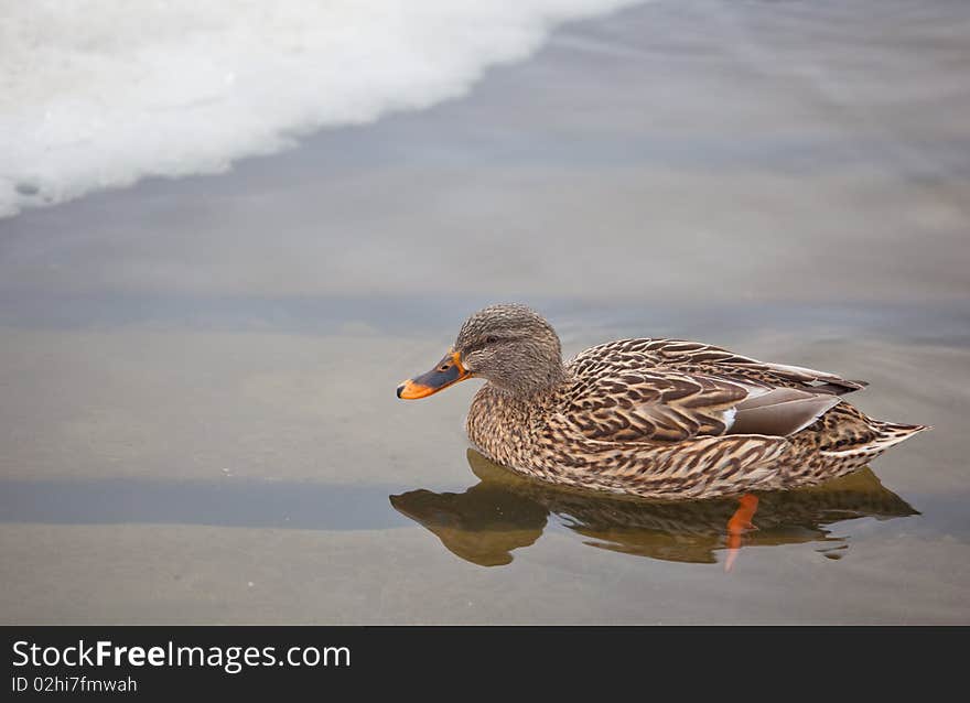 Mallard duck in Michigan winter. Mallard duck in Michigan winter