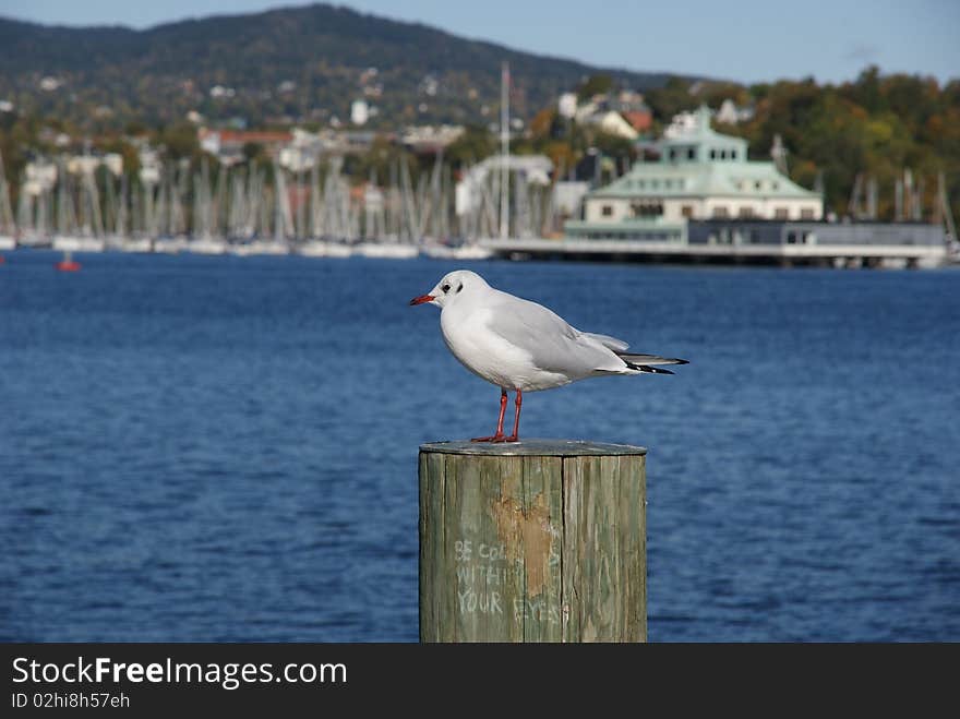 Seagull of profile on pier.