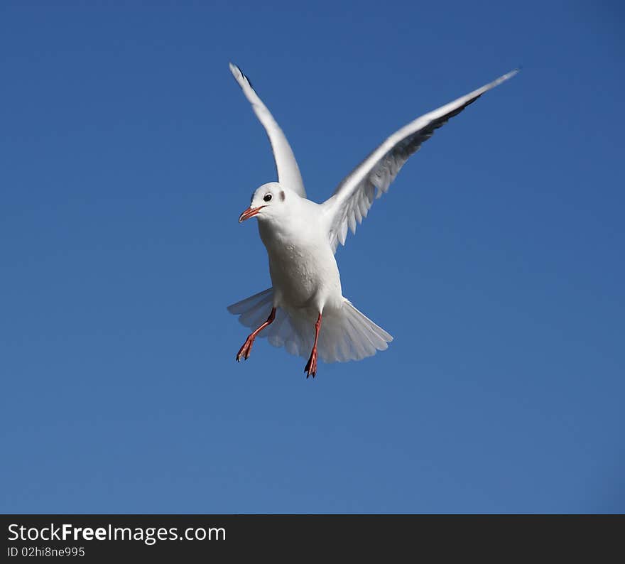 Seagull. sea bird flying with clean blue sky.