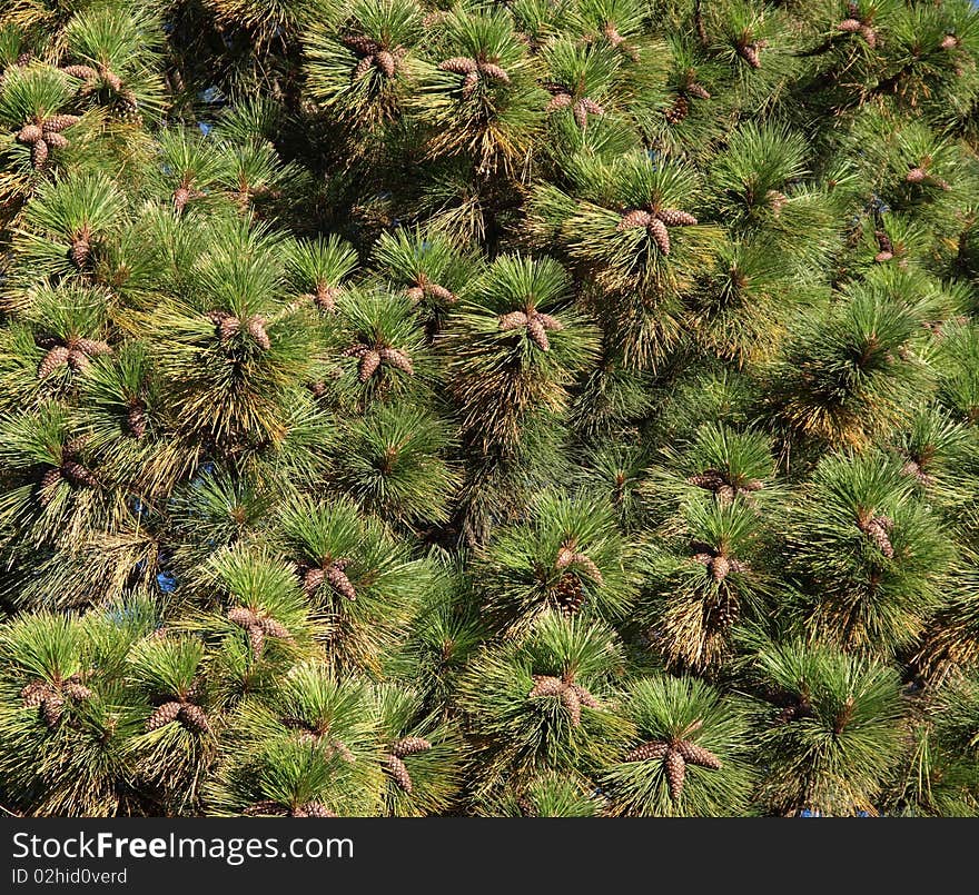 Pine cones on pine needles