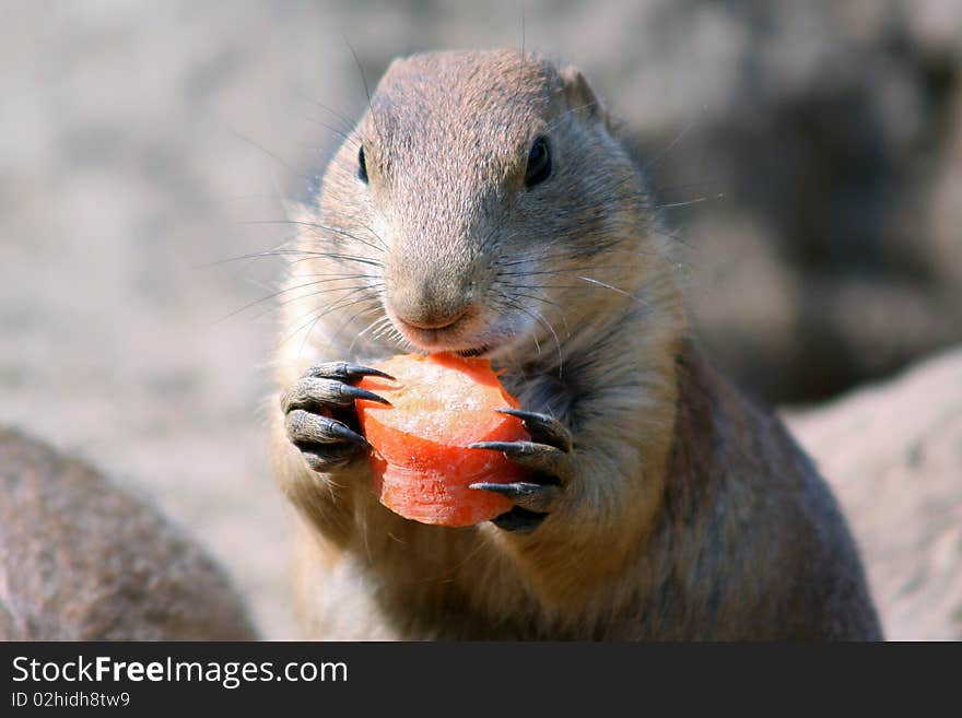 Prairie Dog