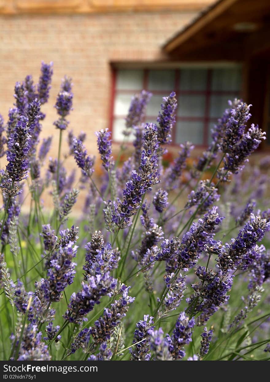 Closeup of Lavender flower