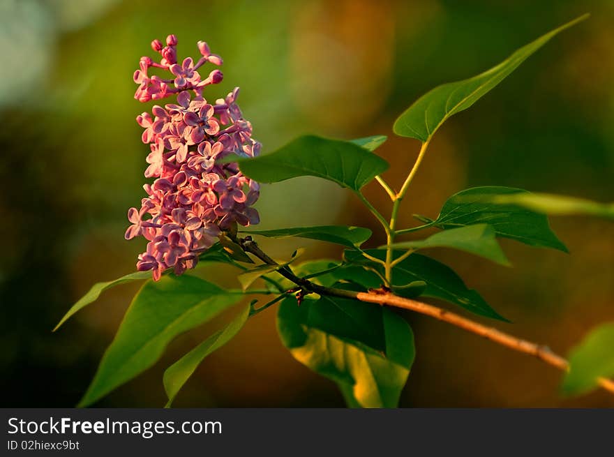 Pink lilac