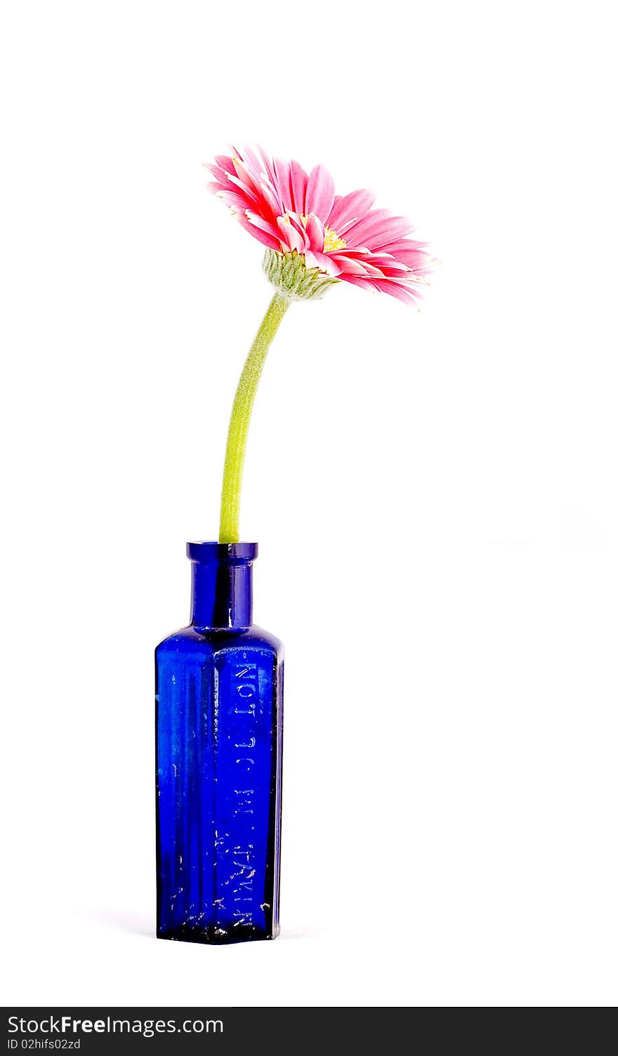 Pink Gerber Daisy in Blue Bottle