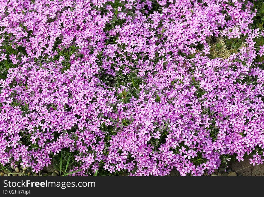 Park-Garden With Flowers,Carnation,Viola-alley