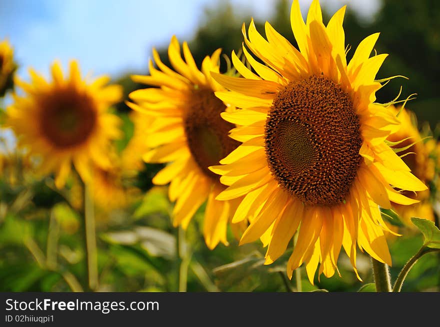 Sunflowers field