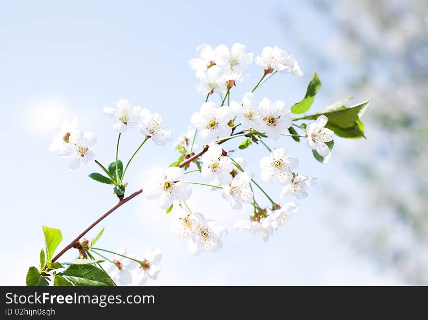 Beautiful spring flowers close up. Beautiful spring flowers close up