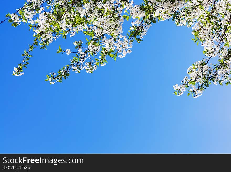 Beautiful spring flowers close up. Beautiful spring flowers close up