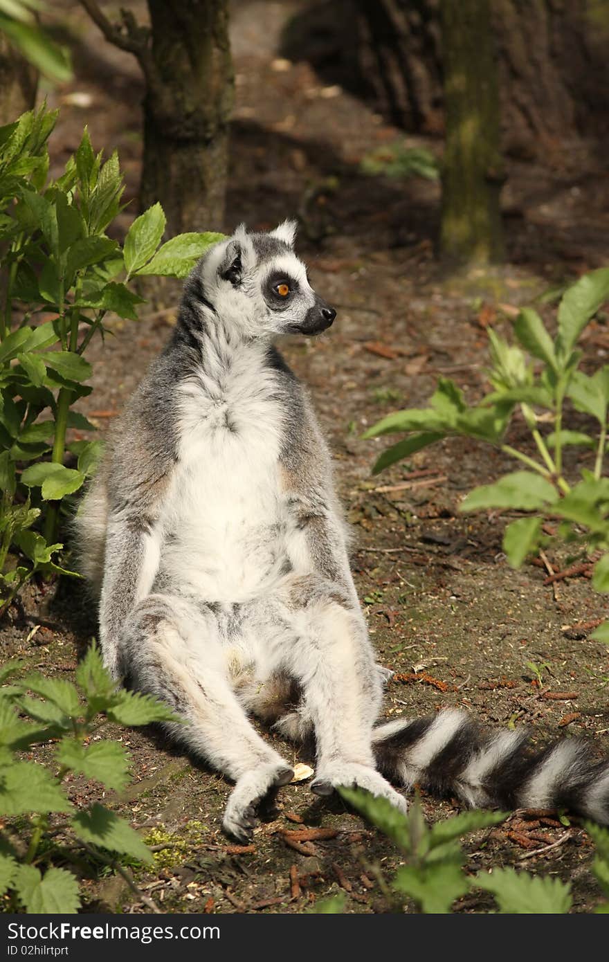 Ring-tailed Lemur Sitting On The Ground