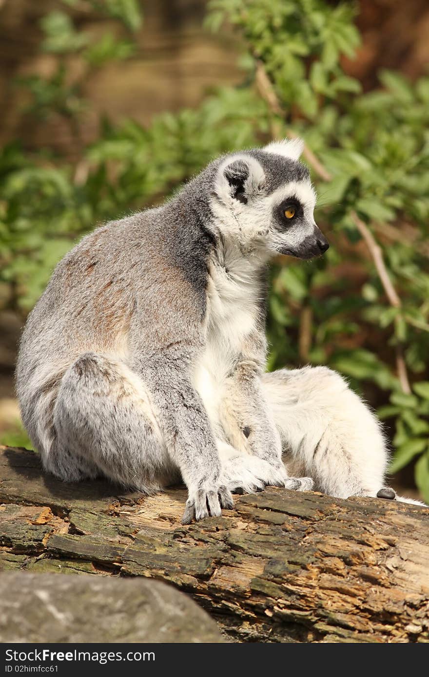 Ring-tailed lemur sitting on a log