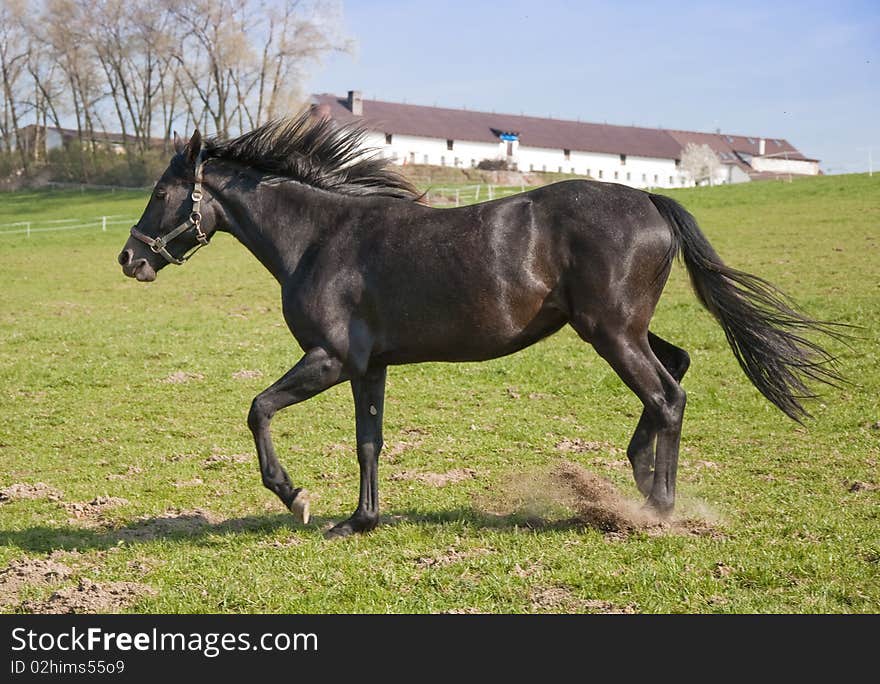 Black horse running on a green background. Black horse running on a green background