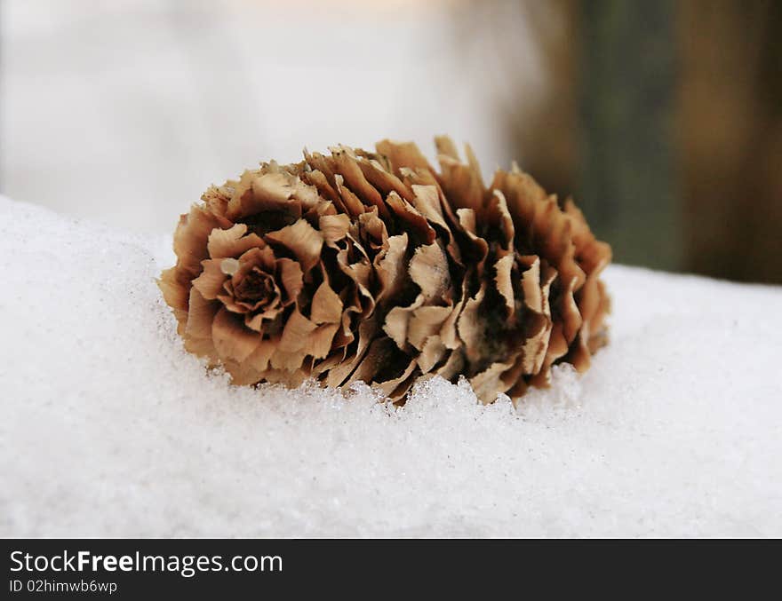 Pine cone on snow in winter.