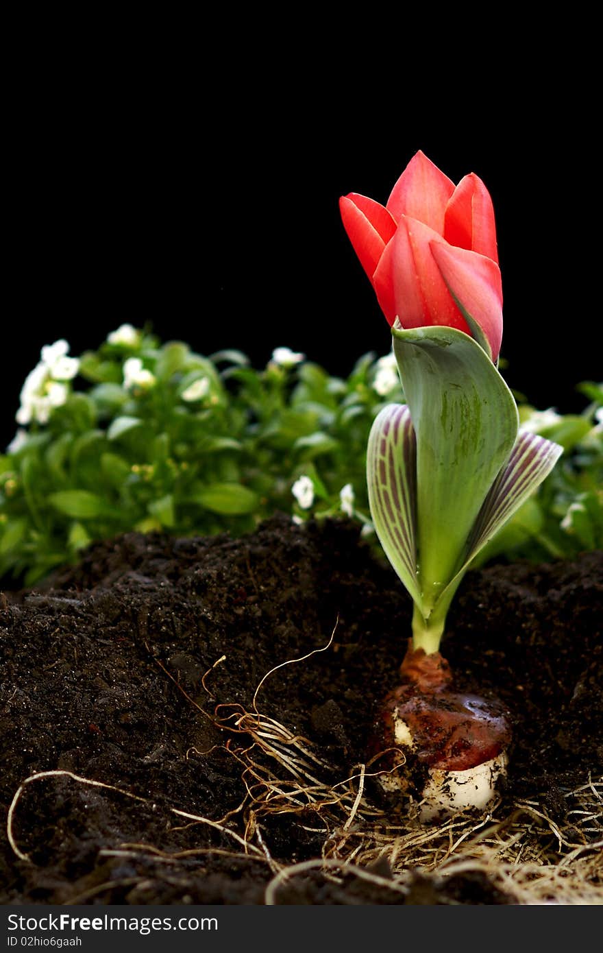 The dirt is moved away to display a bulb along with a red tulip. The dirt is moved away to display a bulb along with a red tulip.