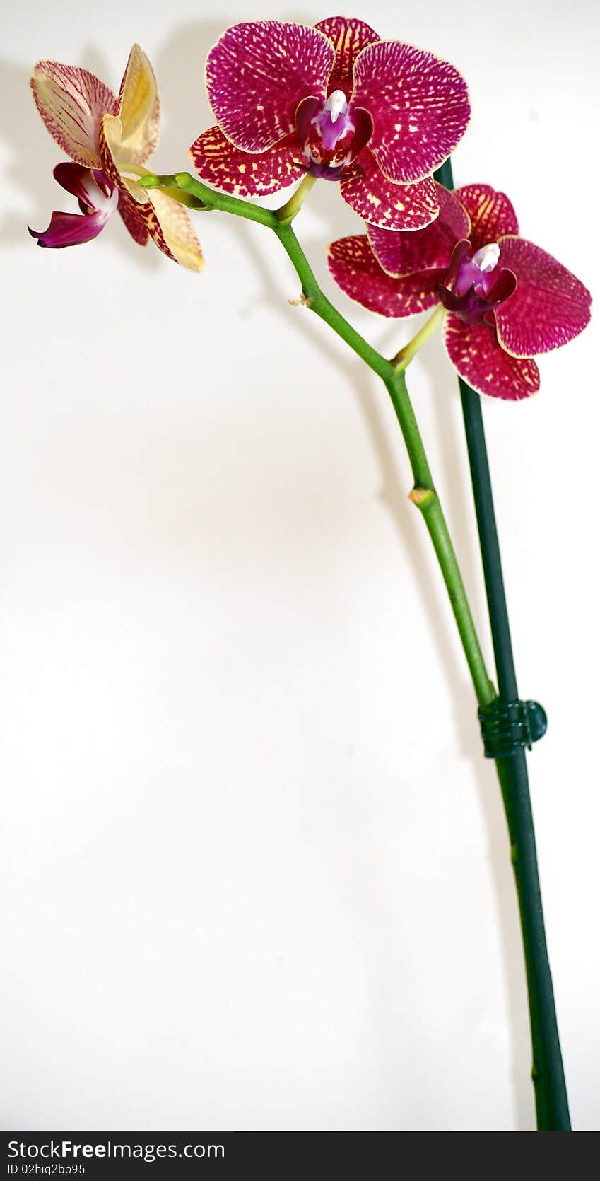 Flower is orchid.Isolited photo in studio