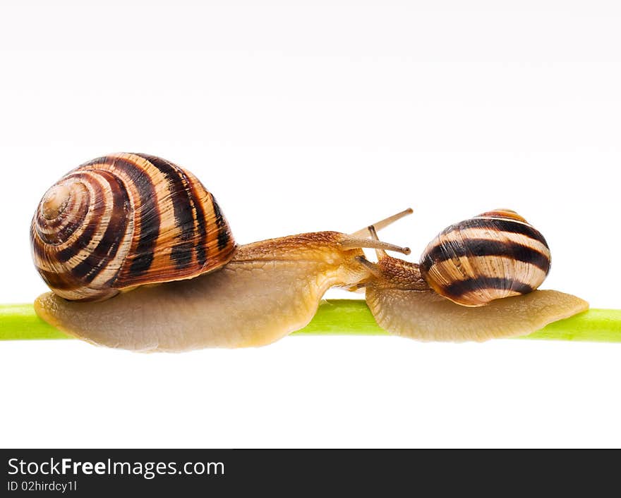 Big garden snail on a leaf background