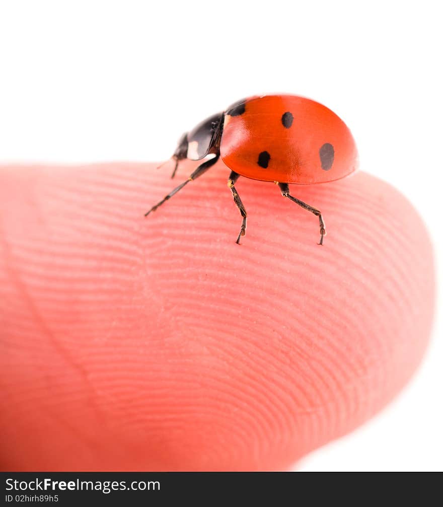 Macro of a ladybug sitting on finger, isolated on white background. Macro of a ladybug sitting on finger, isolated on white background