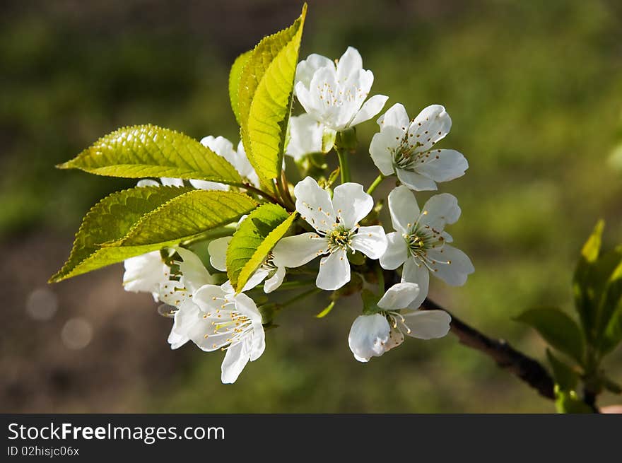 The image of the cherry flowers