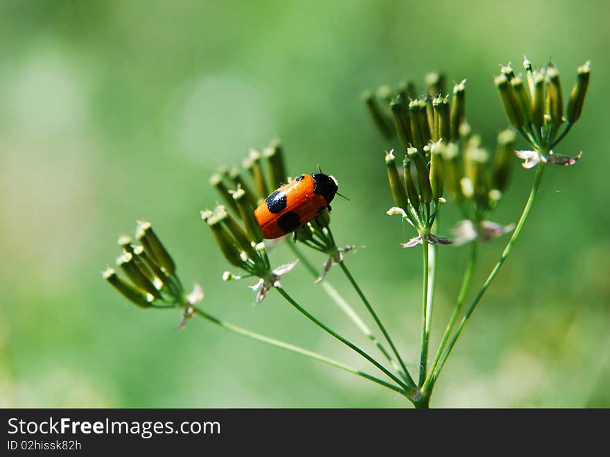 A little bug on the greent plant