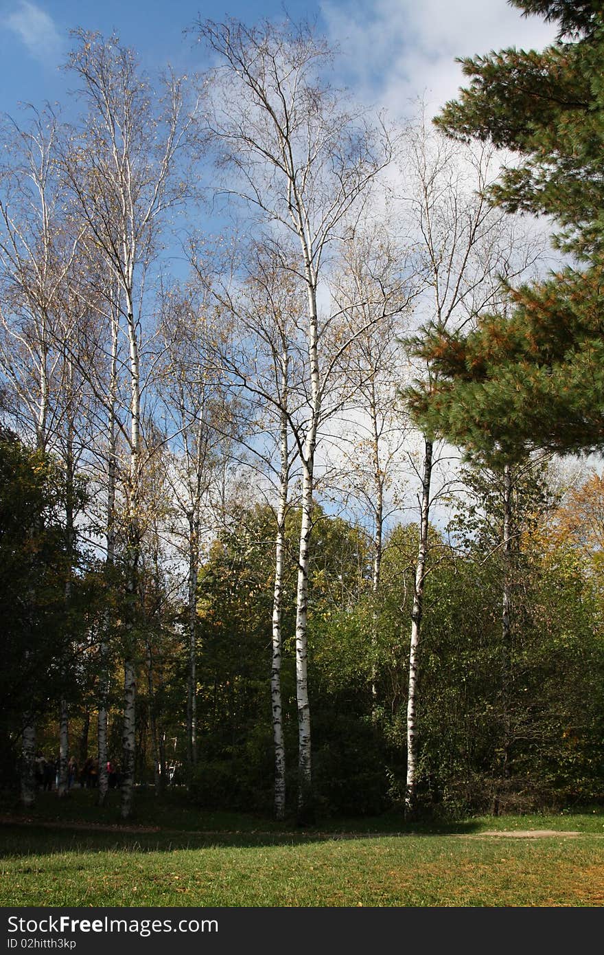 High birches Fields in wood with high birches and pines in a sunny day against the blue sky