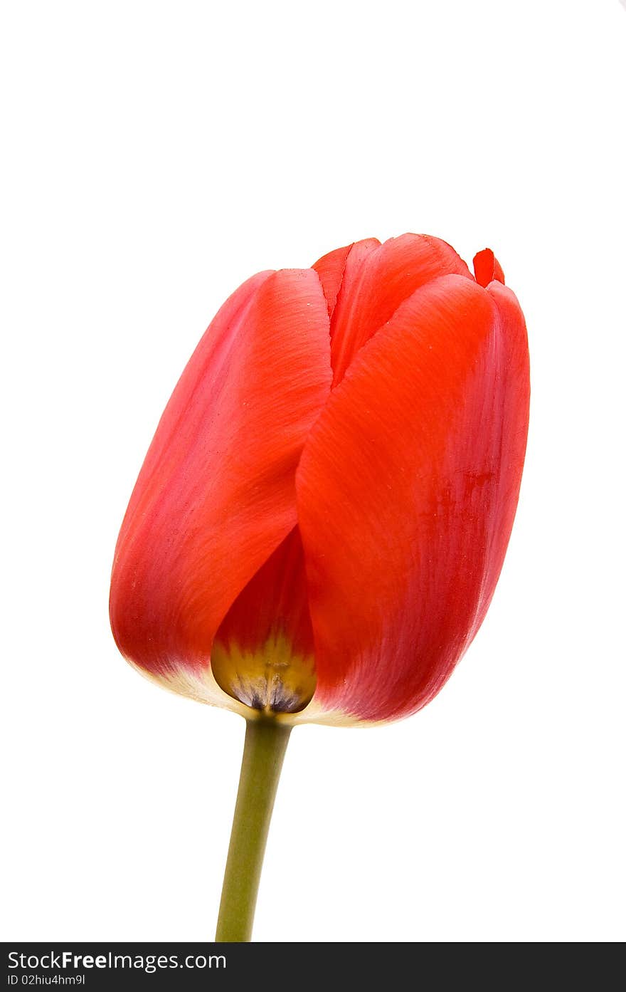 Red tulip isolated on white background