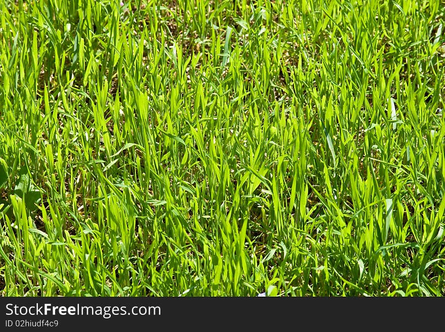 Green grass in spring