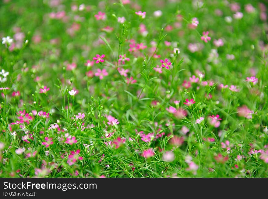 Small and pink flower