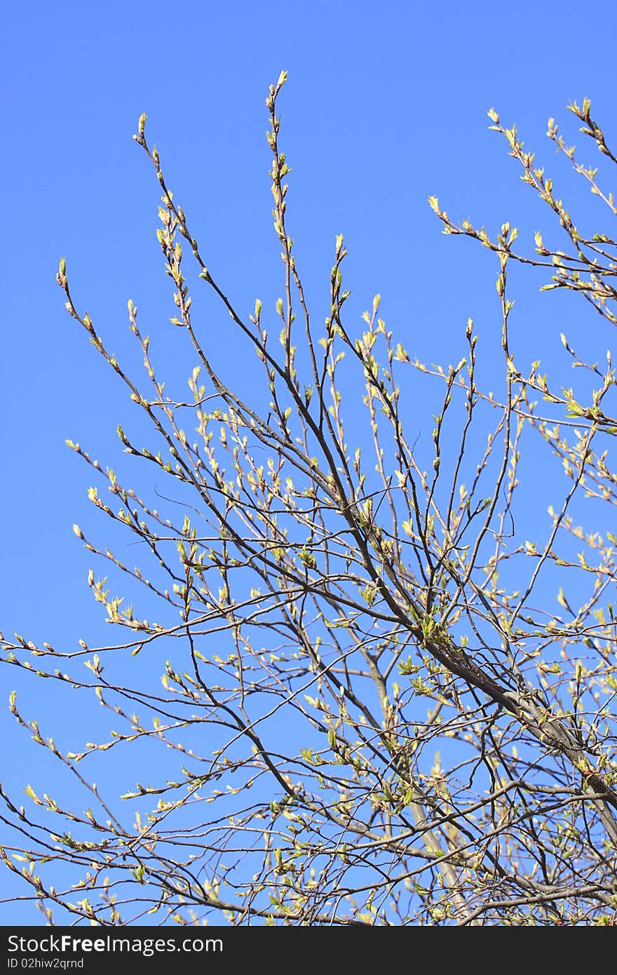 Spring blossom branch of tree on blue sky. Spring blossom branch of tree on blue sky