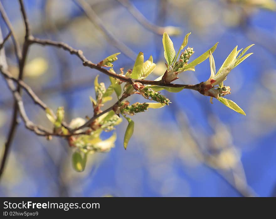 Spring blossom branch of tree on blue sky. Spring blossom branch of tree on blue sky