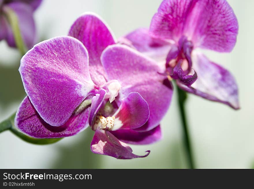 Closeup of a pink orchid